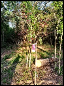 Closer up Redbud and my shadow