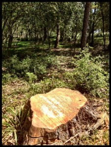 Stump in in-law's yard
