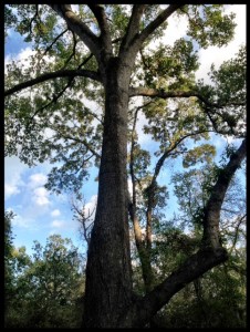 Tree still standing at end
