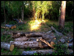 new tree planted amid the dead