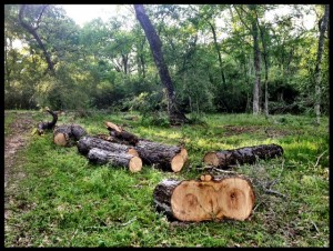 other view of logs