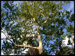 sycamore