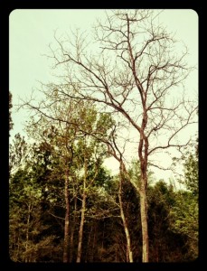 tree finally budding