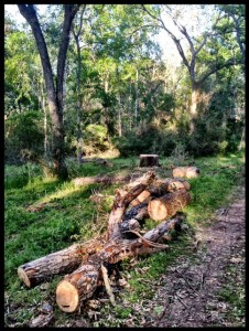 view of cut trees