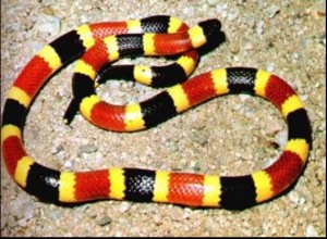 coral snake