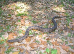 water moccasin