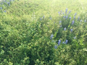 Bluebonnets